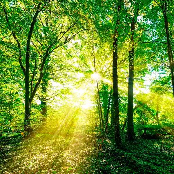 Wald mit Sonneneinstrahlung steht symbolisch für die Umweltfreundlichkeit der wasserbasierten Imprägnierung von trittplatten.de